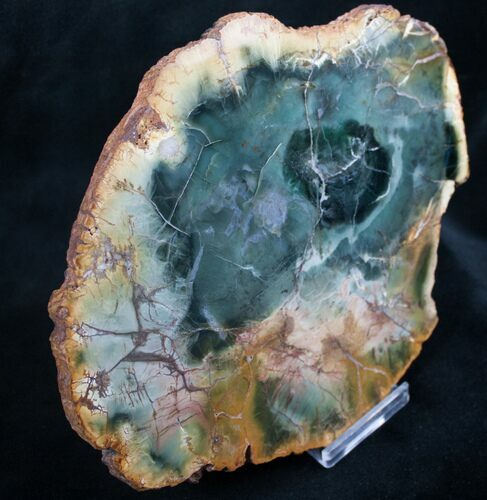 Emerald Green Zimbabwe Petrified Wood Slice #7804